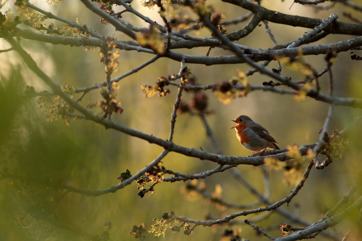 Rougegorge familier - Erithacus rubecula