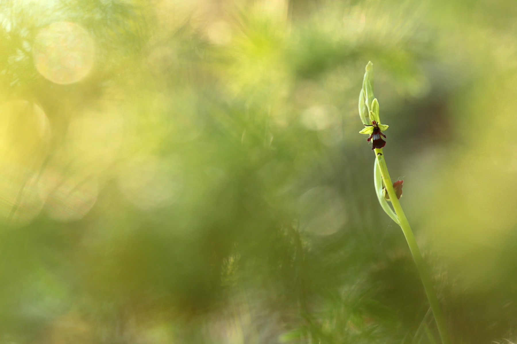 Ophrys mouche - Ophrys insectifera