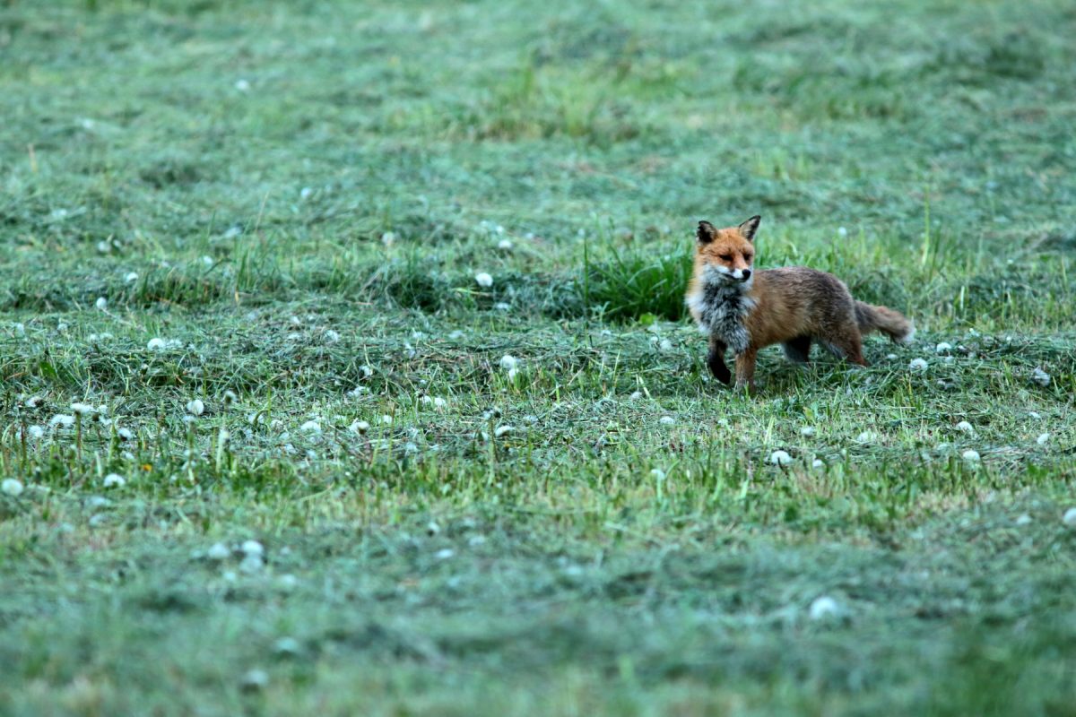 Renard roux - Vulpes vulpes - Red fox