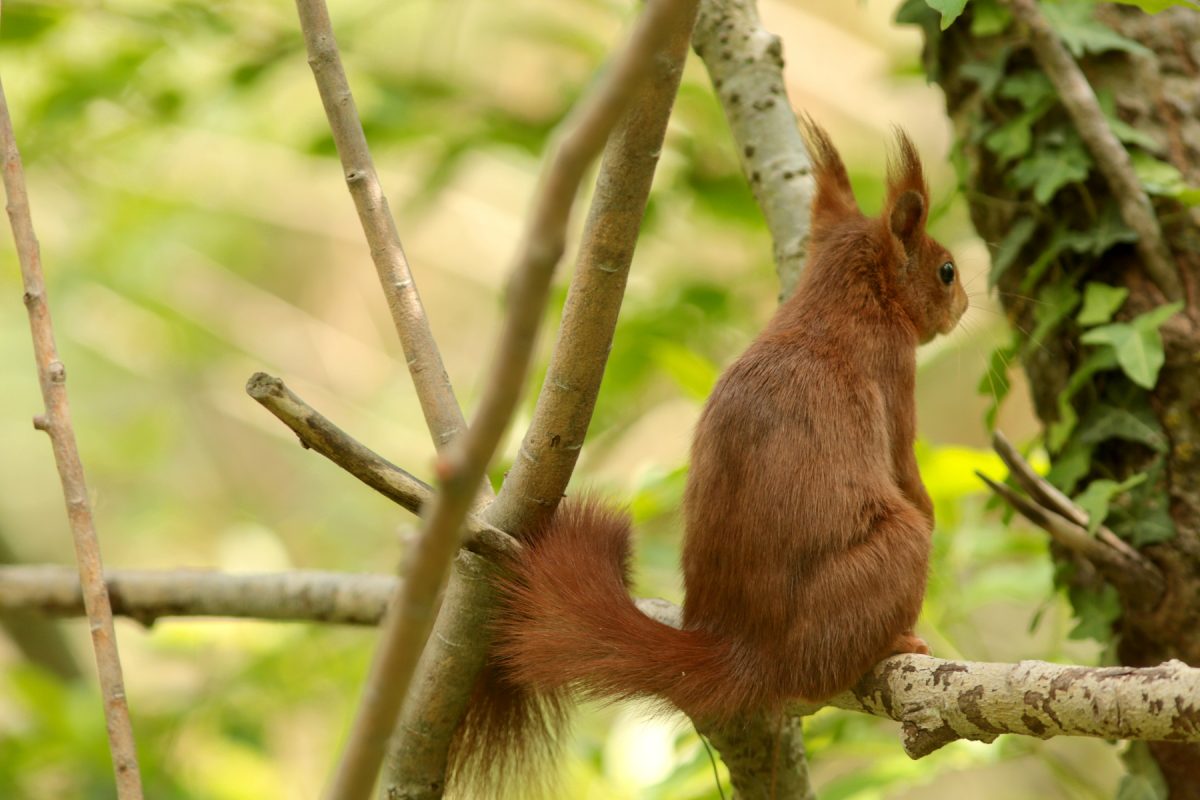 Écureuil roux - Sciurus vulgaris - Eurasian Red squirrel