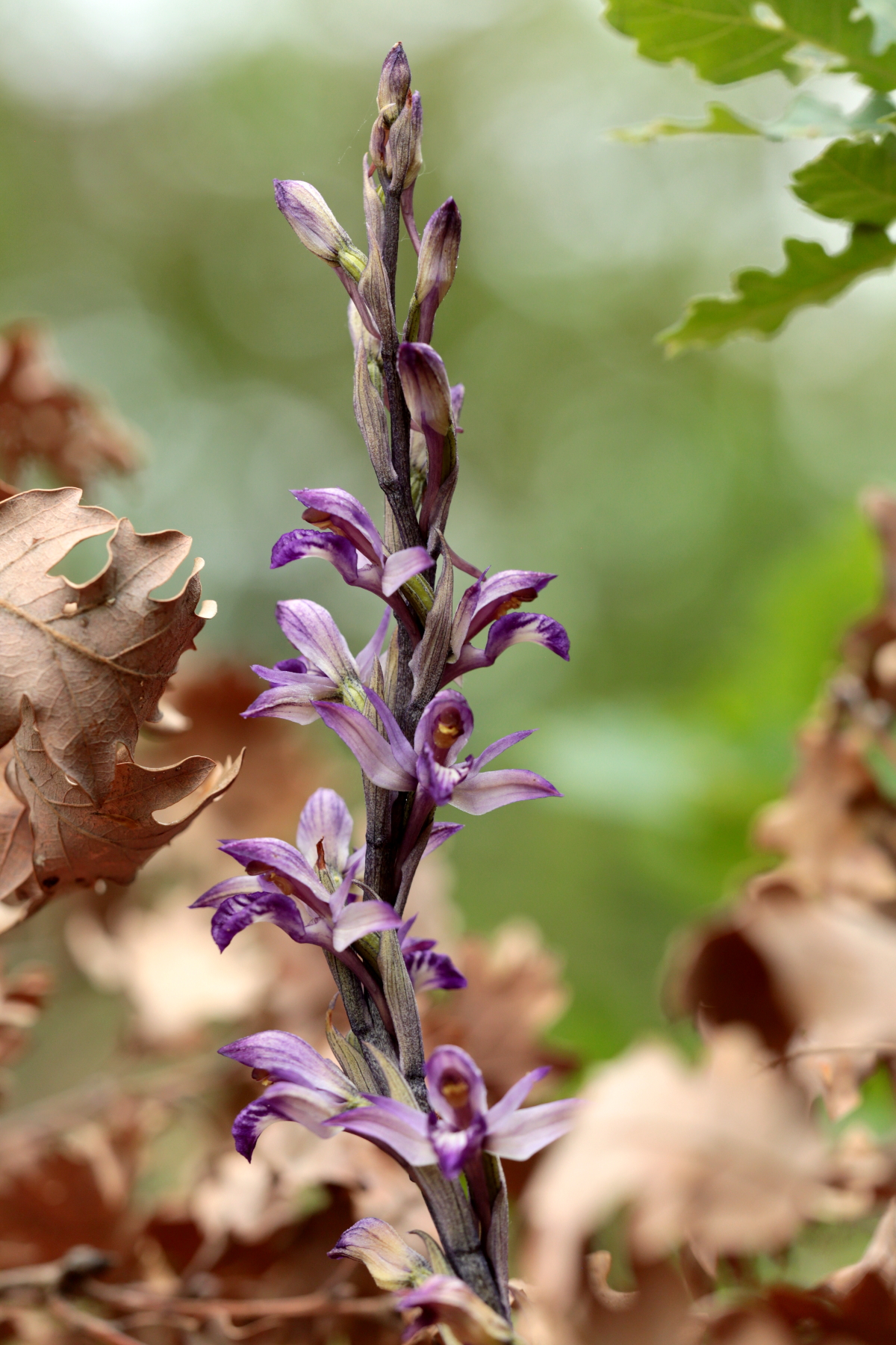 Limodore à feuilles avortées - Limodorum abortivum - Violet limodore