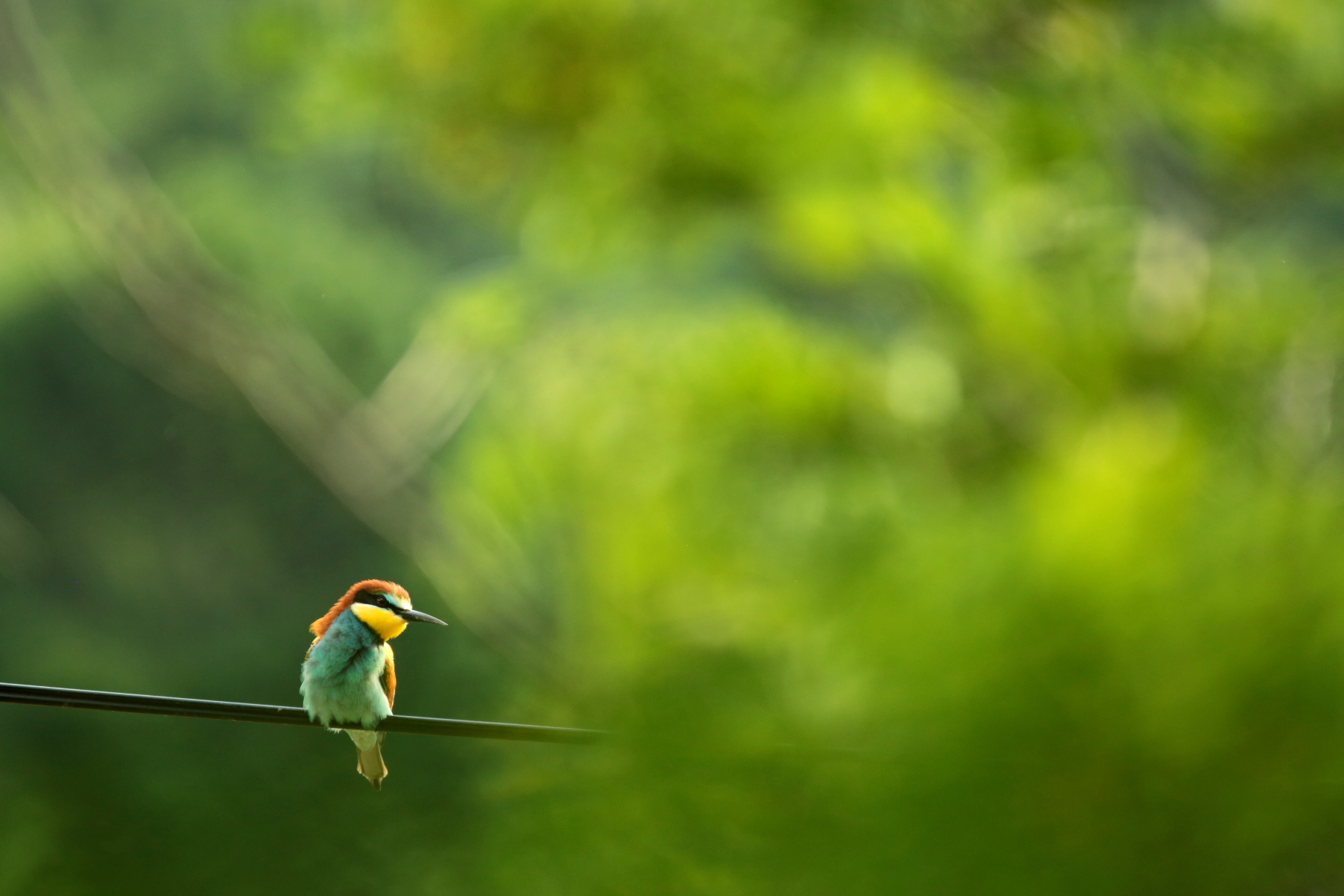 Guêpier d'Europe - Merops apiaster - European Bee-eater