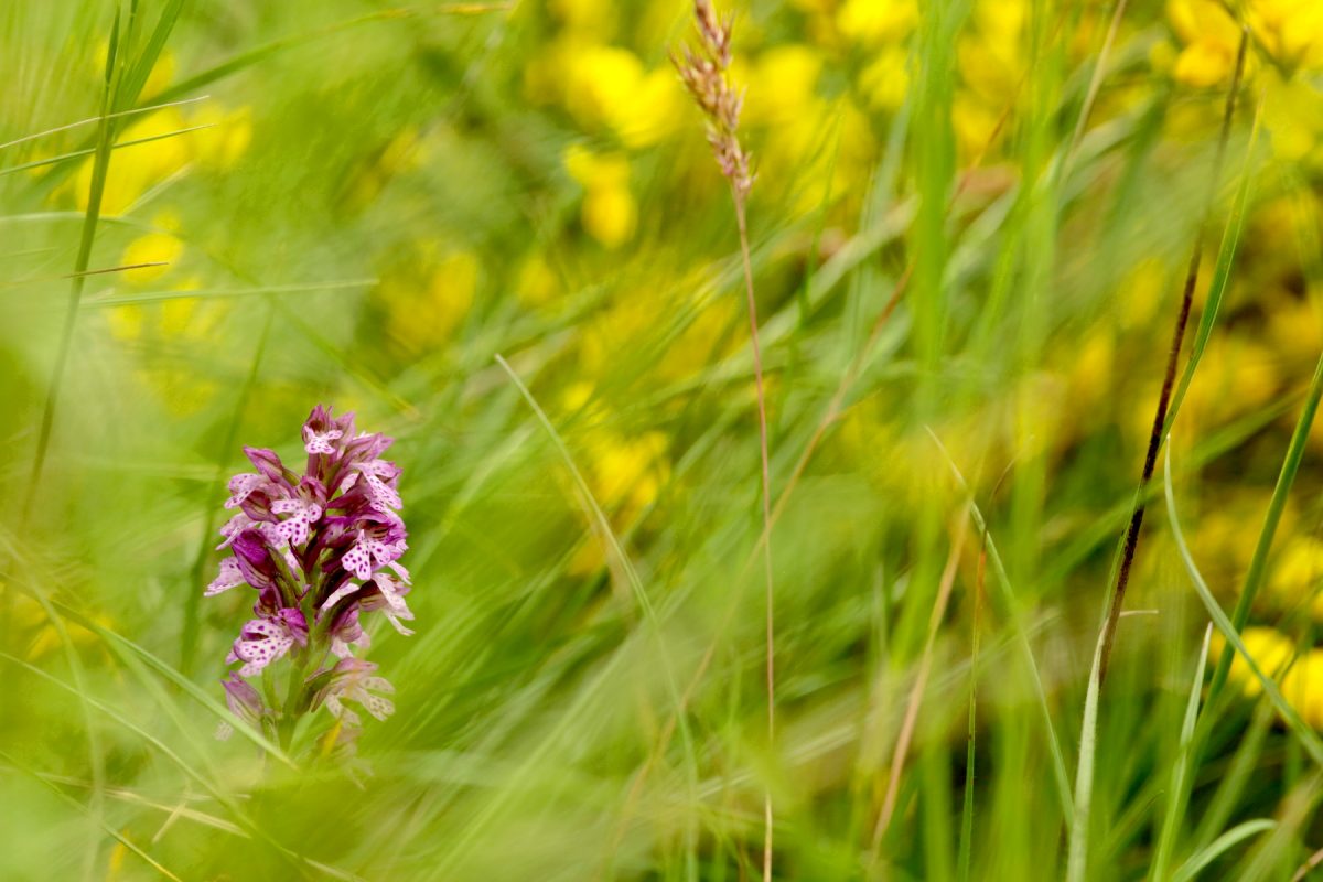 Orchis tridenté - Neotinea tridentata - Three-toothed orchid