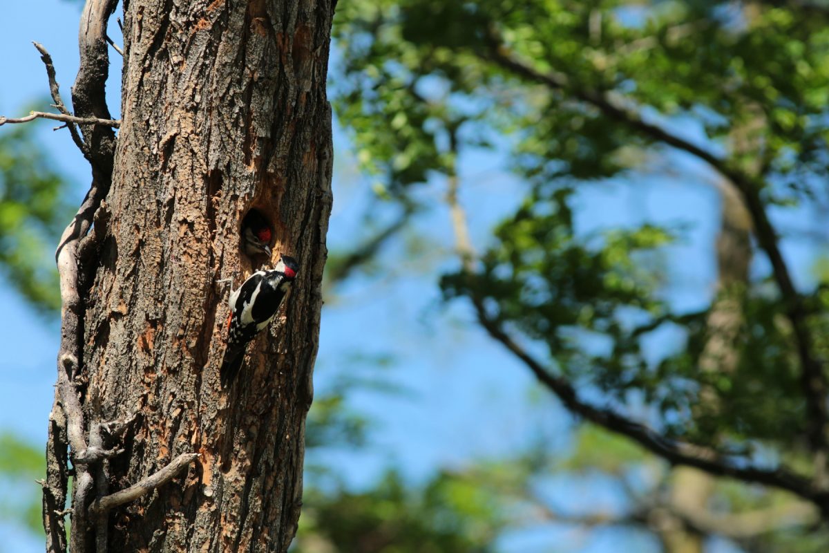 Pic épeiche - Dendrocopos major - Great spotted woodpecker