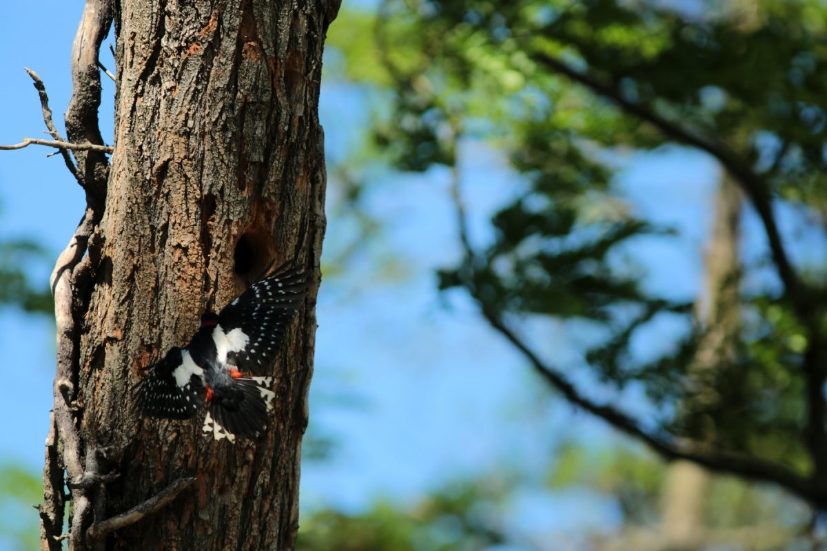  Pic épeiche - Dendrocopos major - Great spotted woodpecker