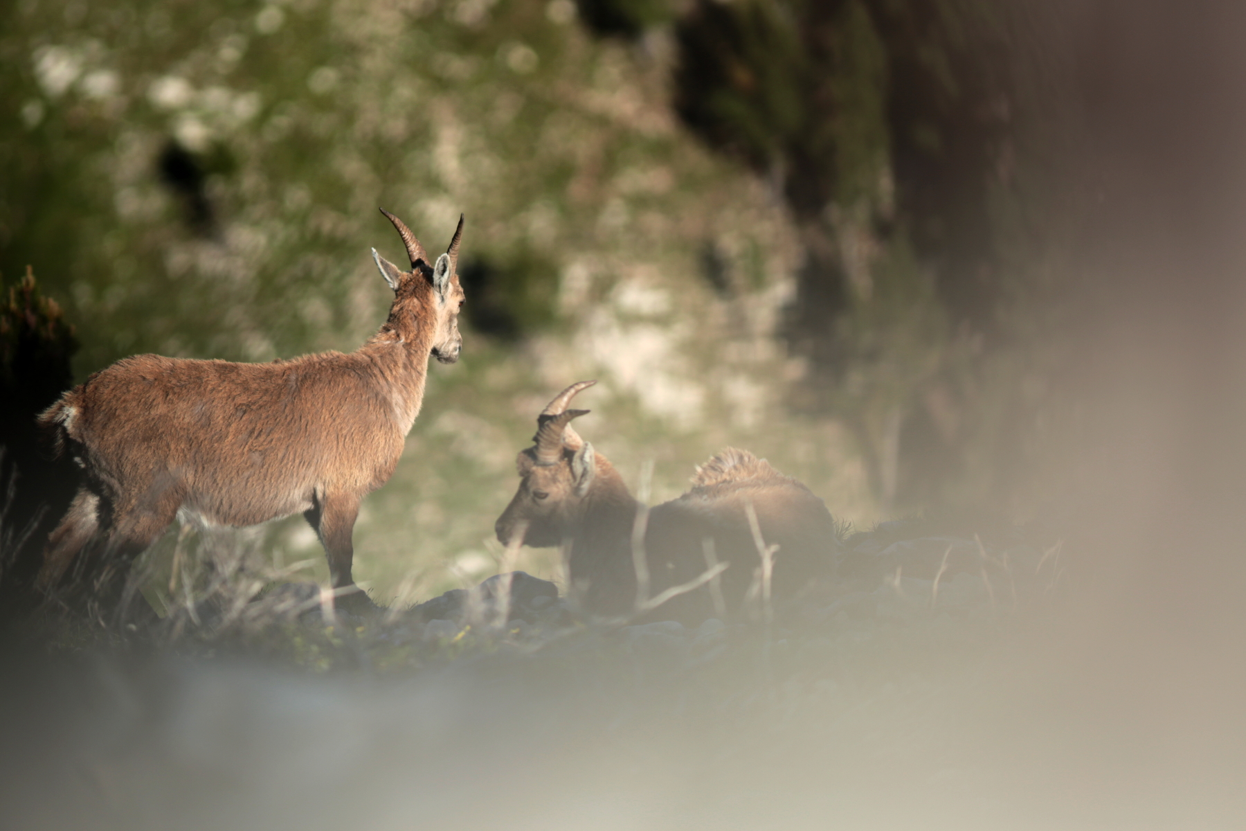 Bouquetin des alpes - Ibex ibex - Alpine ibex