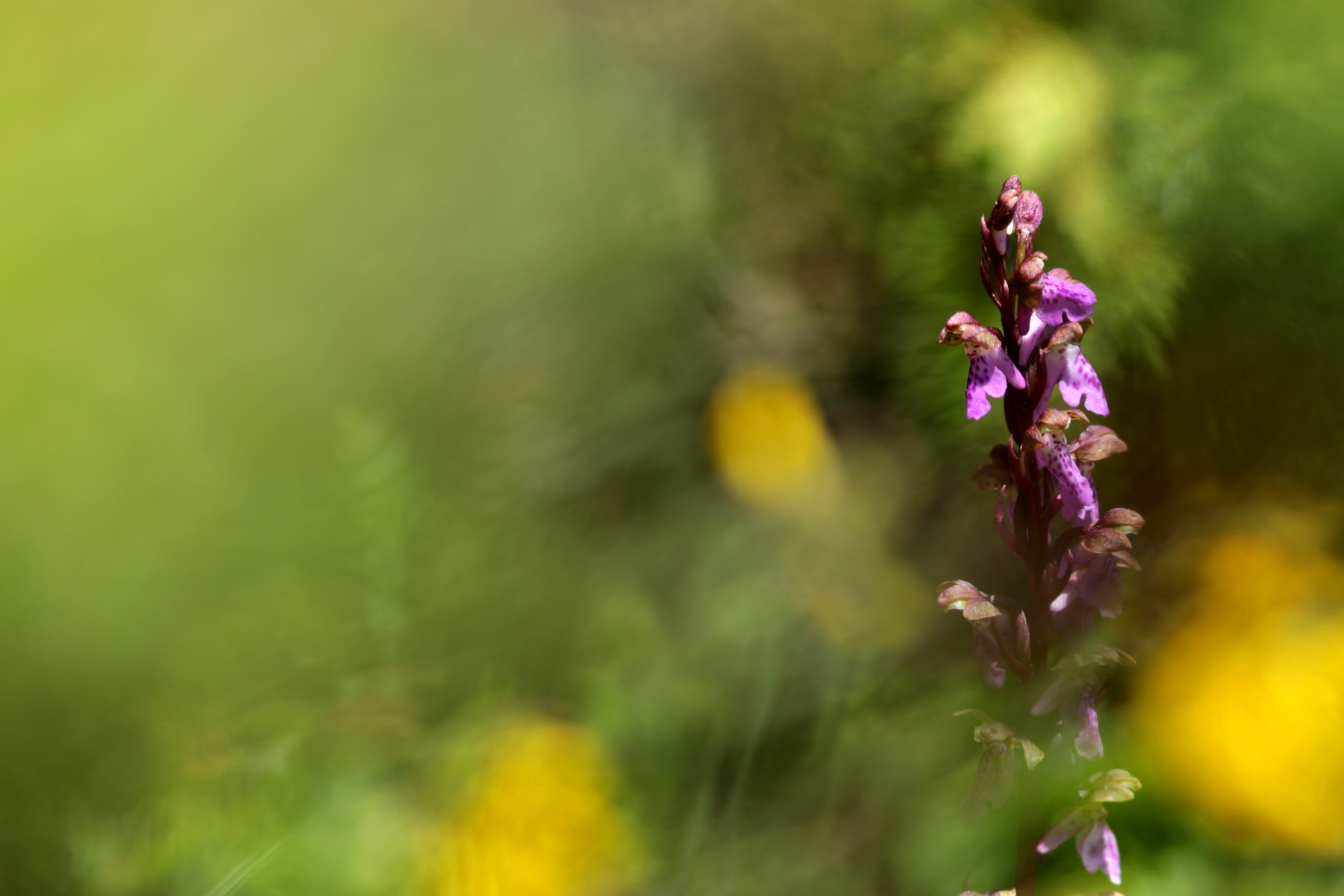Orchis de Spitzel - Orchis spitzelii - Orchis spitzelii