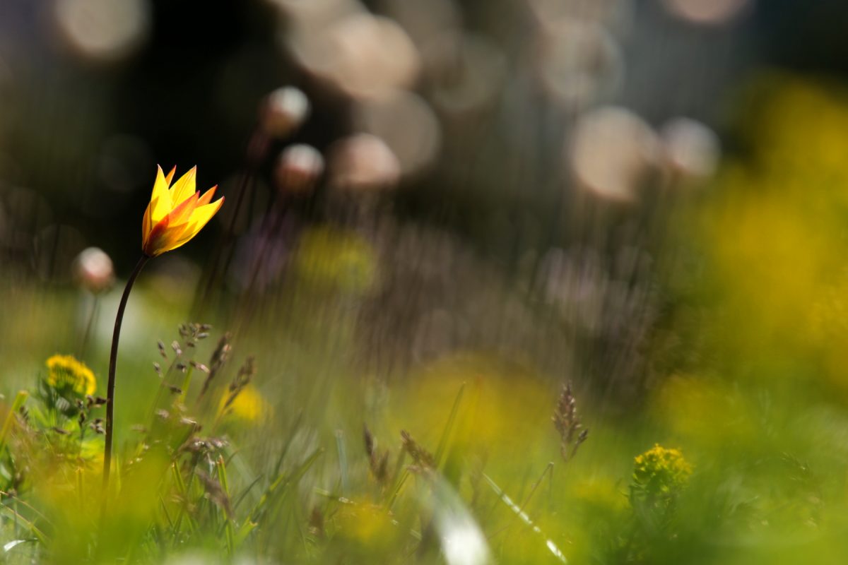 Tulipe australe - Tulipa sylvestris subsp australis - Wild tulip