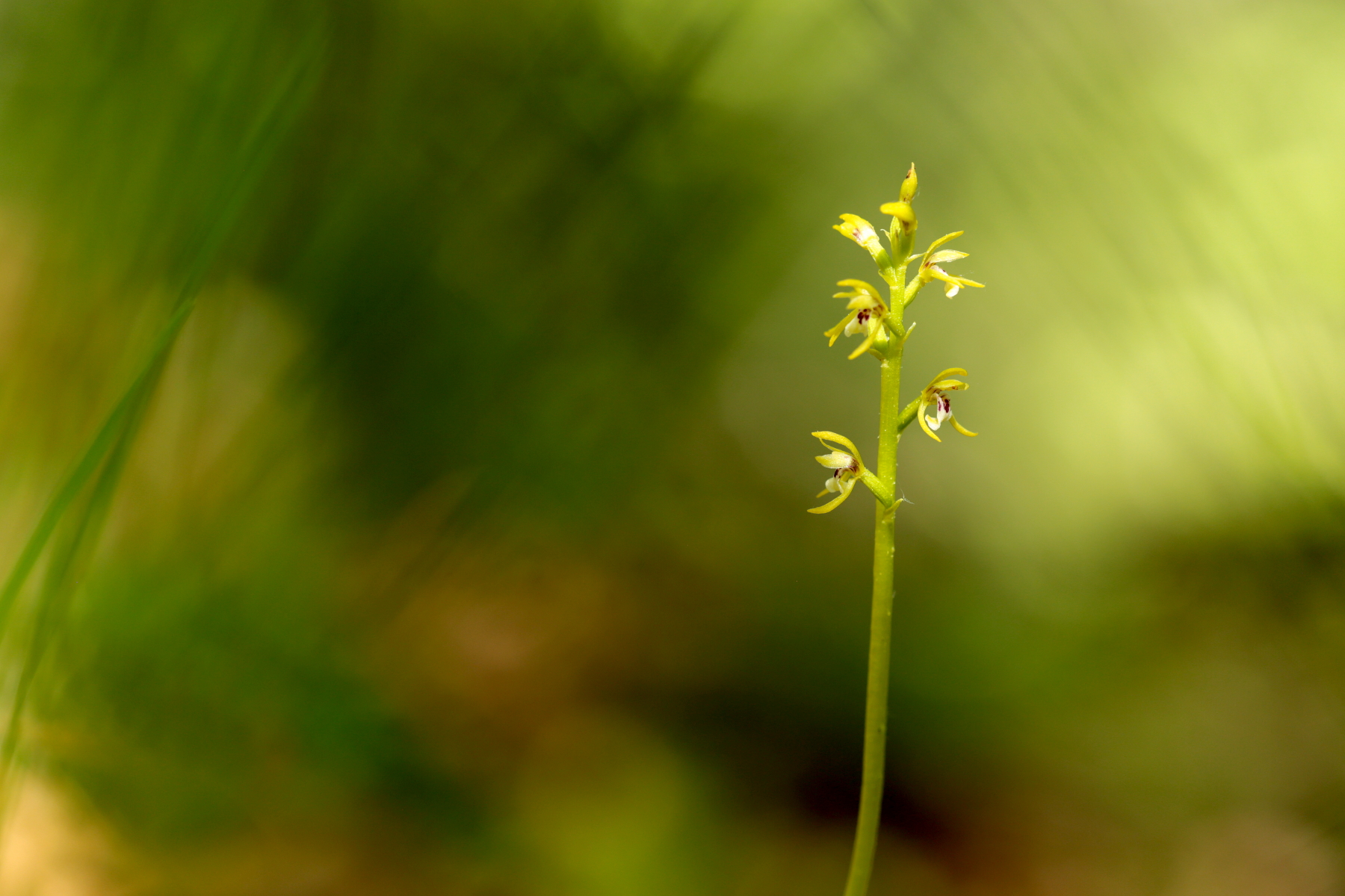 Racine de corail - Corallorhiza trifida - Early coralroot