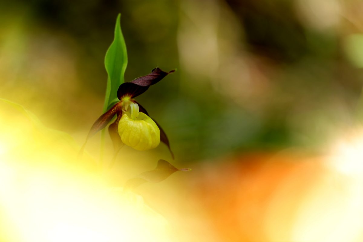 Sabot de venus - Cypripedium calceolus - Lady's-slipper orchid