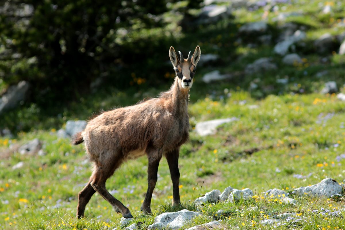 Chamois - Rupicapra rupicapra