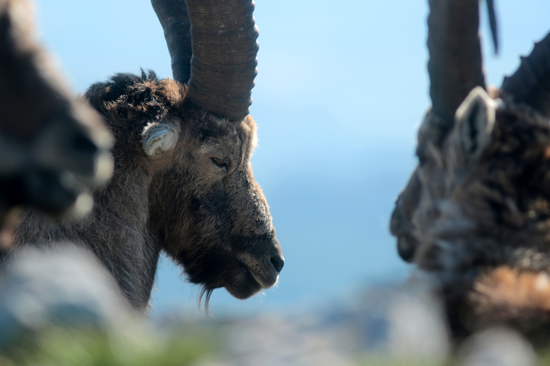 Bouquetin des alpes - Capra ibex - Alpine ibex
