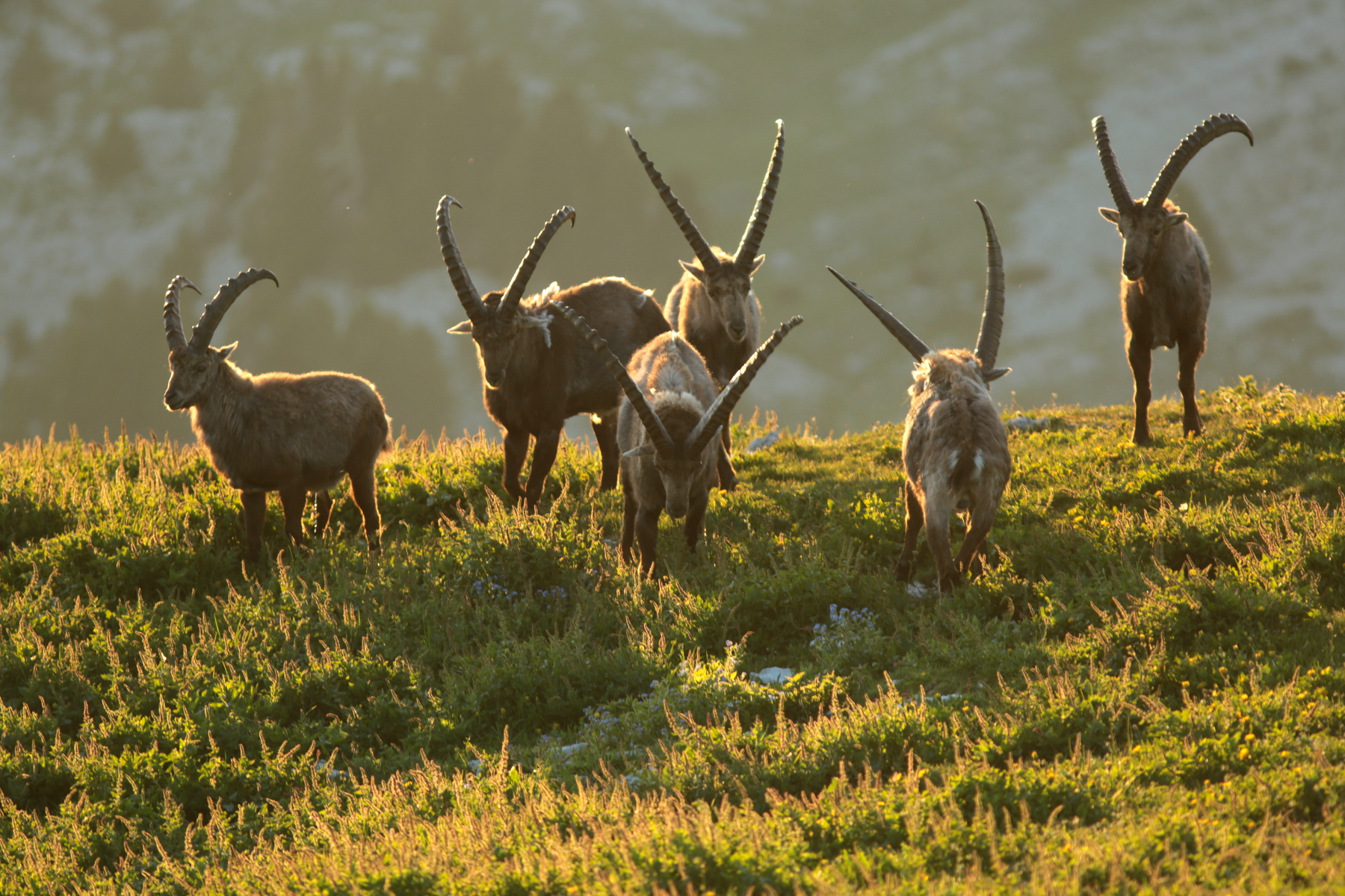 Bouquetin des alpes - Capra ibex - Alpine ibex