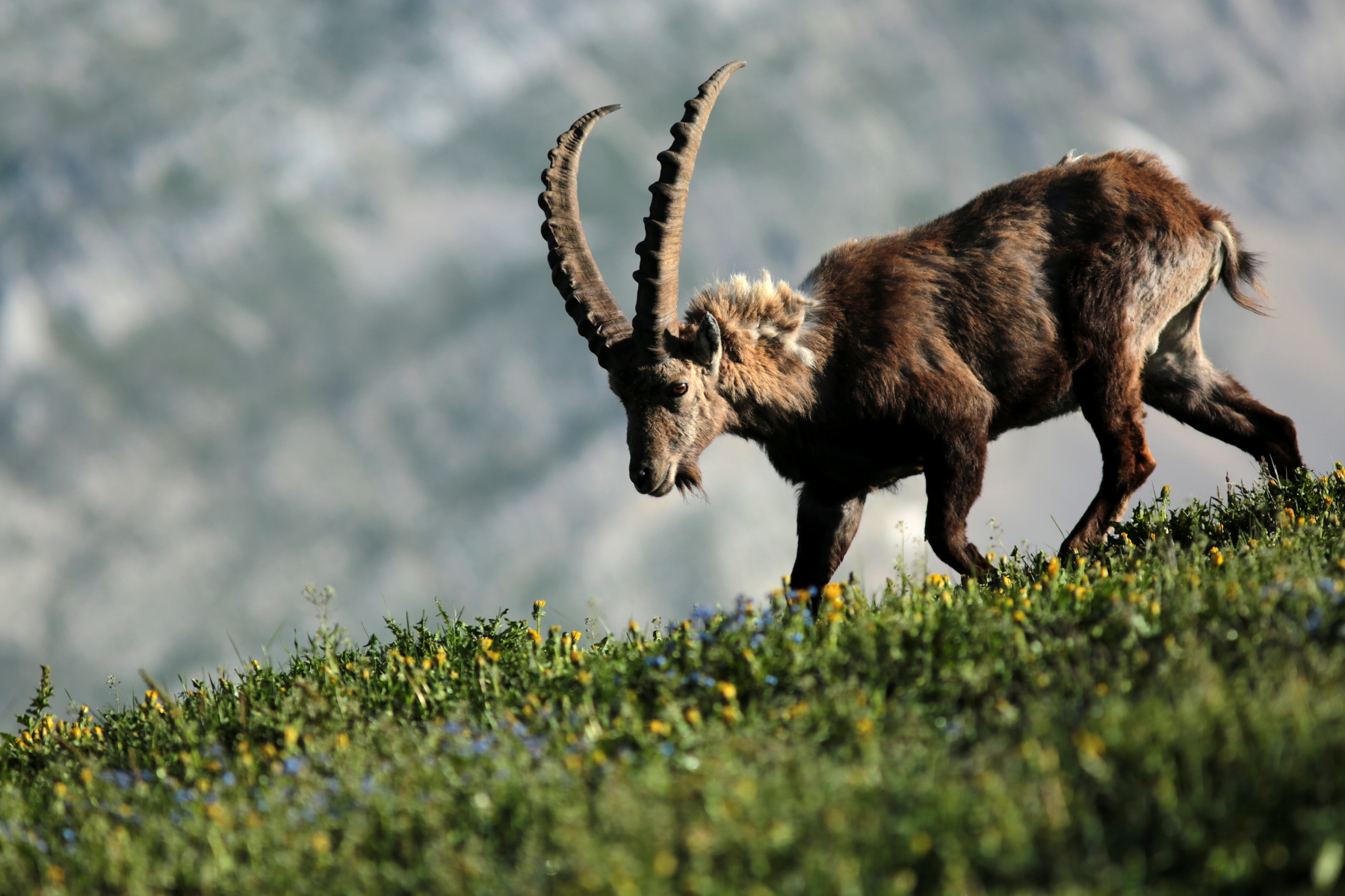 Bouquetin des alpes - Capra ibex - Alpine ibex