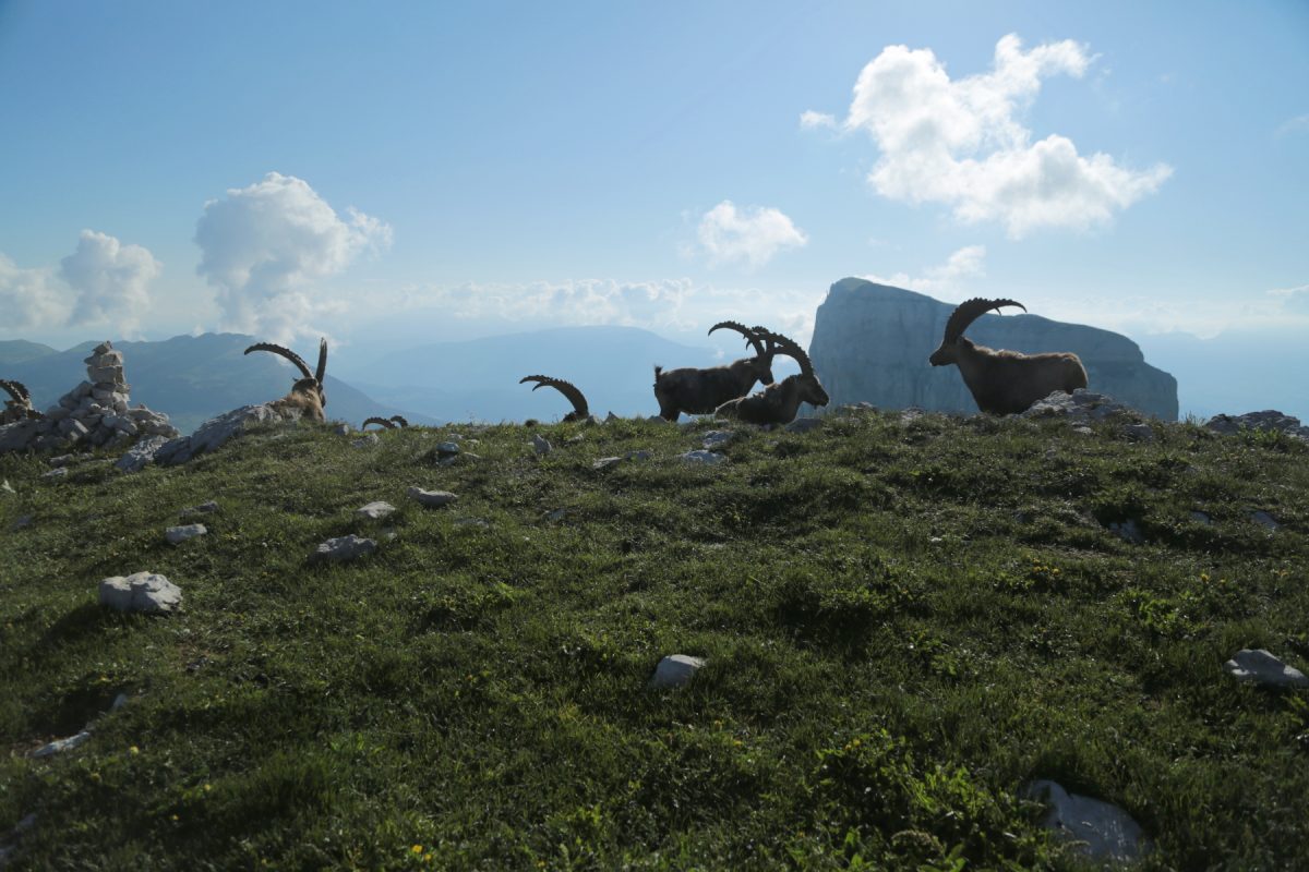 Bouquetin des alpes - Ibex ibex - Alpine ibex