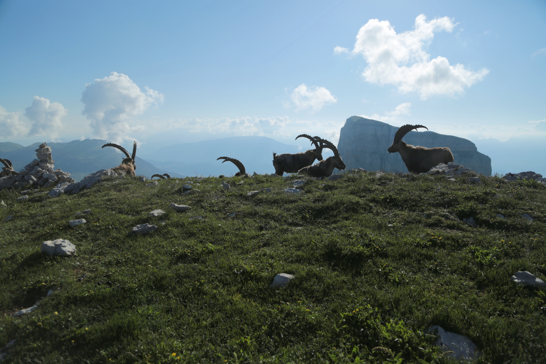 Bouquetin des alpes - Capra ibex - Alpine ibex