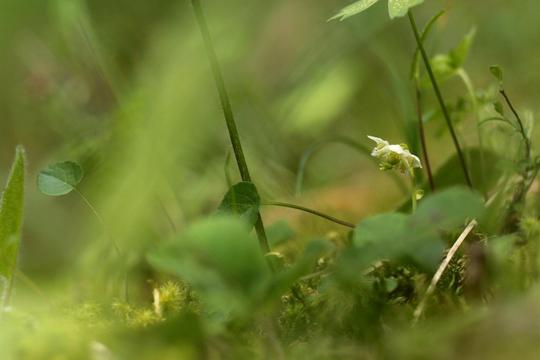 Pyrole à une fleur - Monoses uniflora - One-flowered Wintergreen