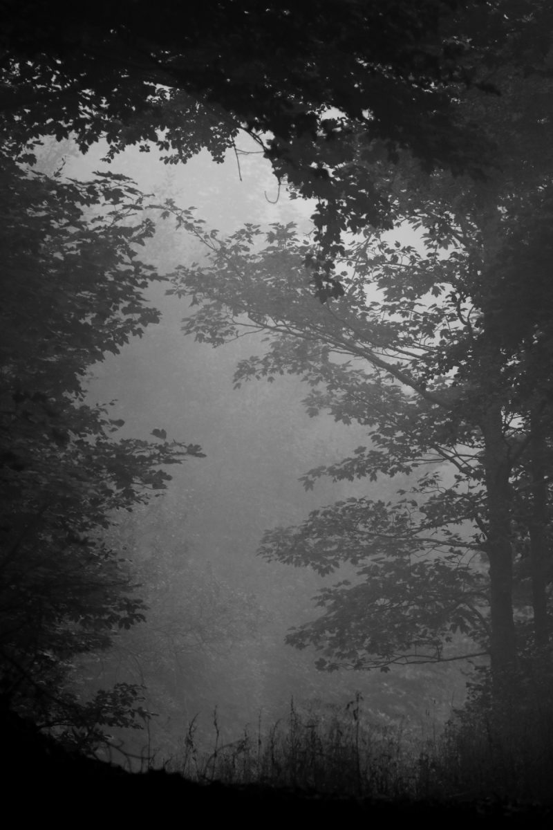 De la brume dans la Drôme juste avant le brame c'est loin d'etre un drame...