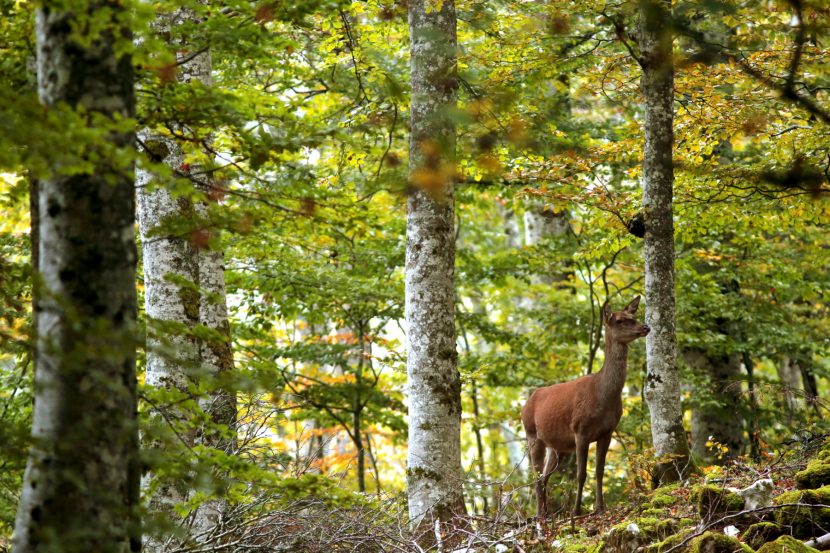 Et une biche apparut...