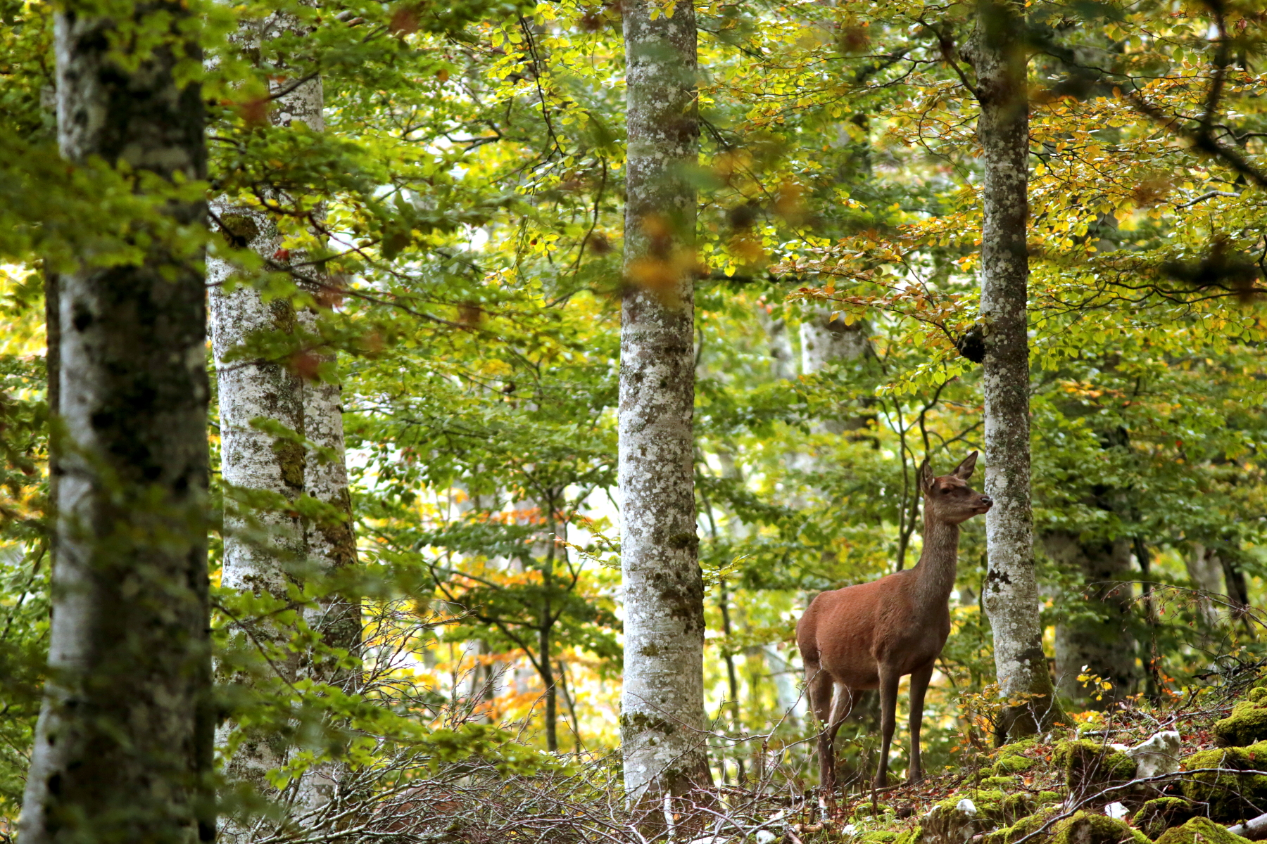 Et une biche apparut...