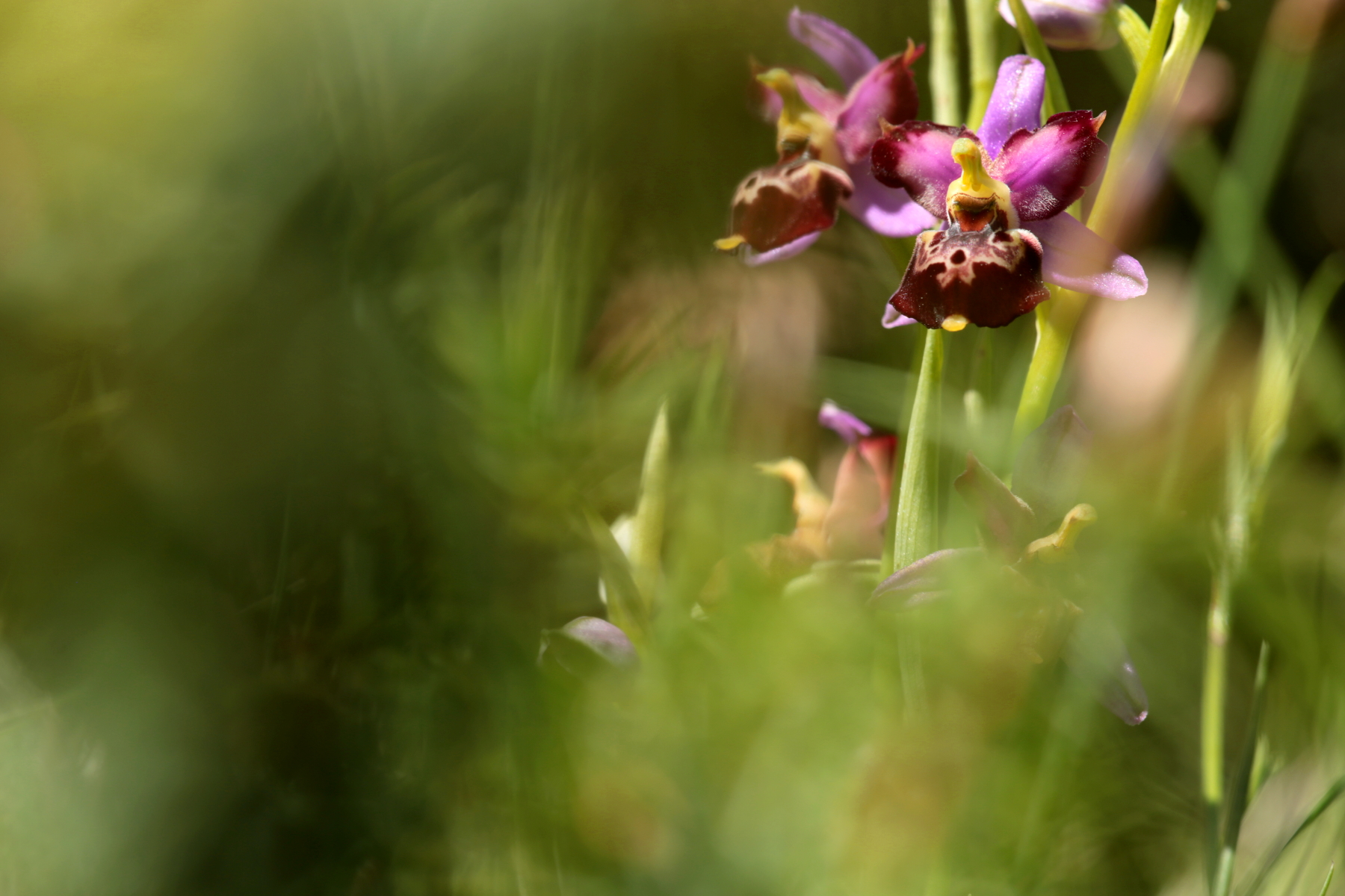 Ophrys fuciflora subsp. demangei à pétales labellisés - Oreilles de Mickey / Ears of Mickey