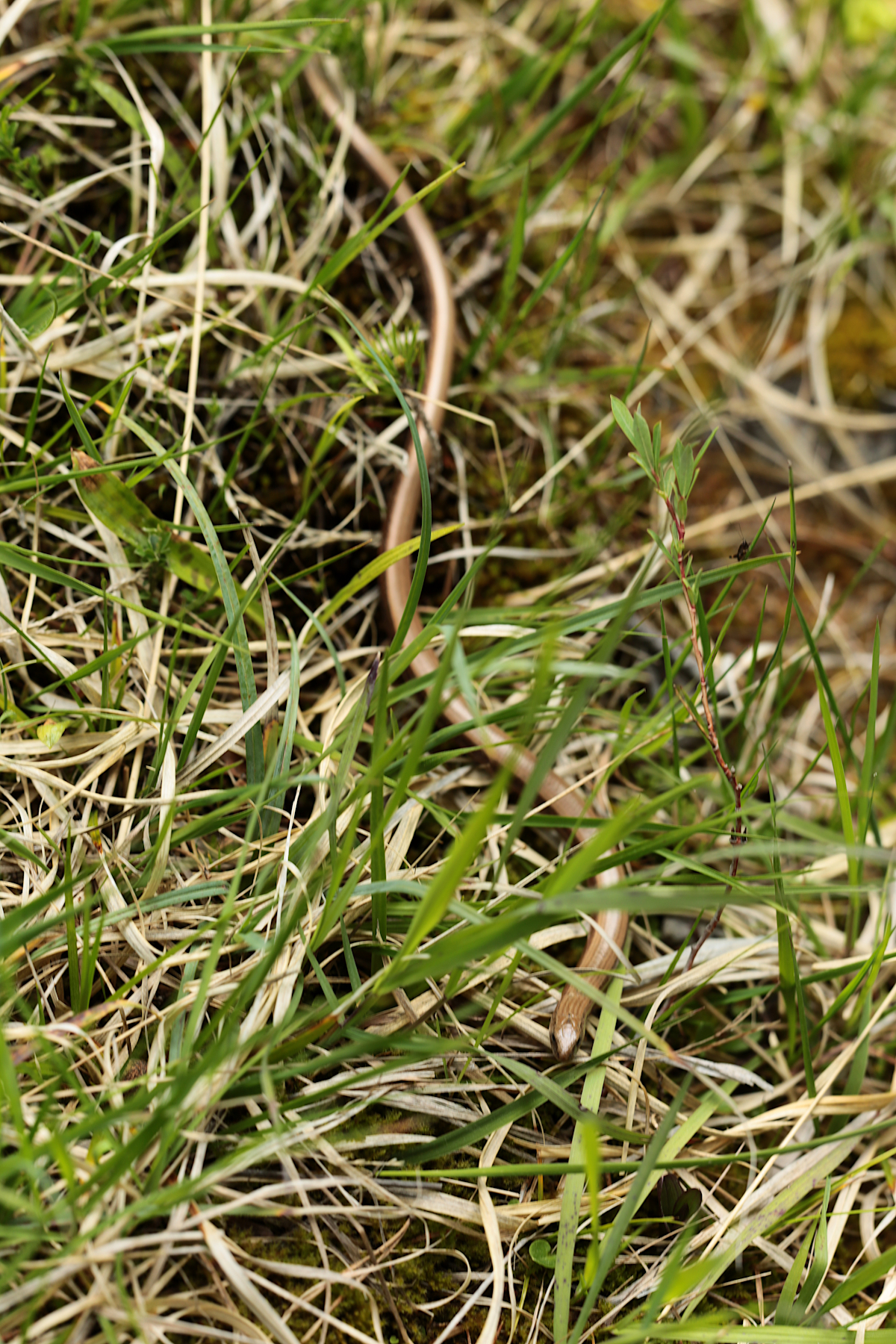 Orvet fragile - Anguis fragilis - Slow worm