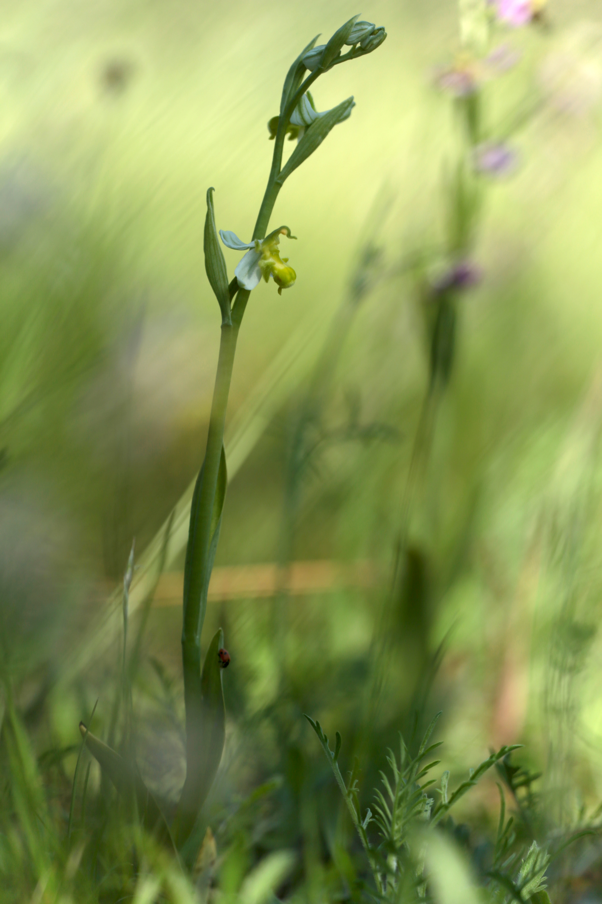 Ophrys abeille hypochrome - Ophrys apifera hypochrome - Bee orchid