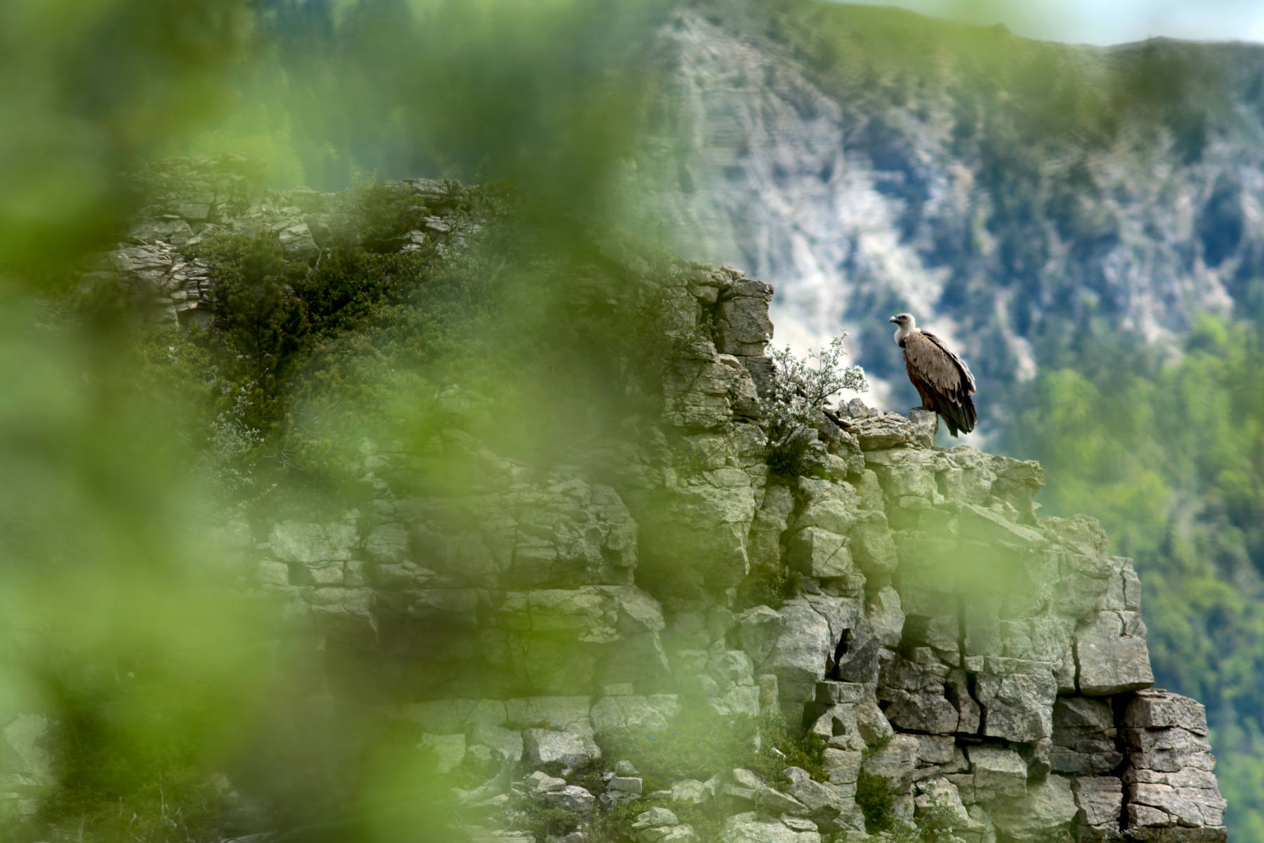 Vautour fauve - Gyps fulvus - Griffon vulture