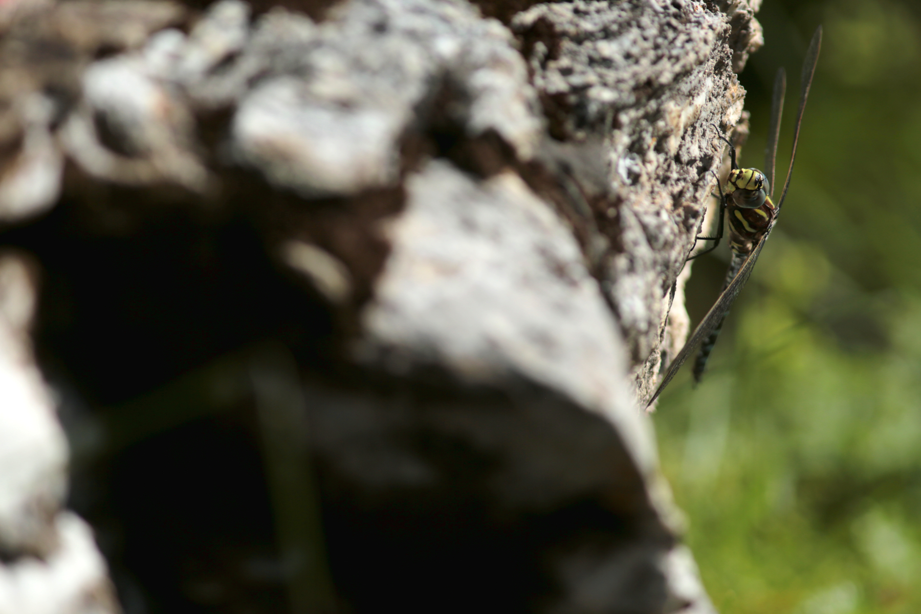 Aeschne des joncs - Aeshna juncea - Common hawker