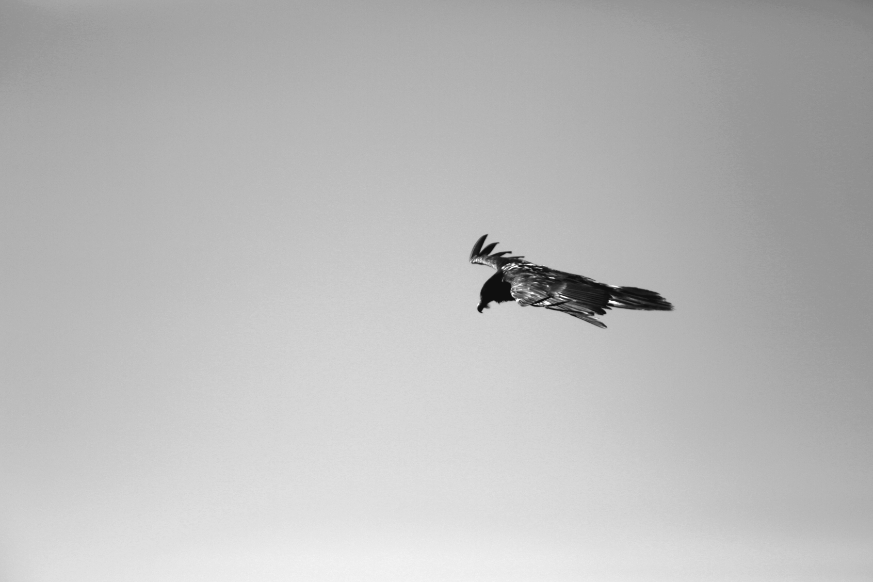 Gypaète barbu juv. - Gypaetus barbatus - Bearded Vulture