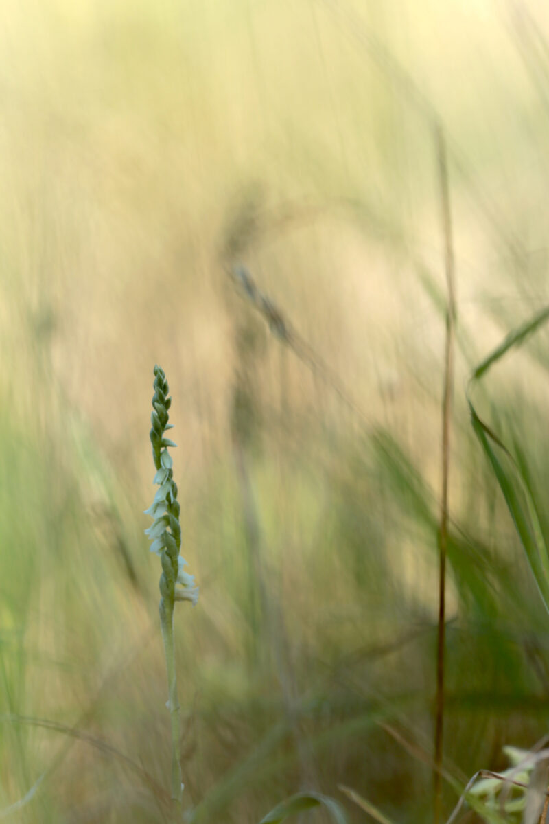 Spiranthe d'automne - Spiranthes spiralis - Autumn lady's-tresses