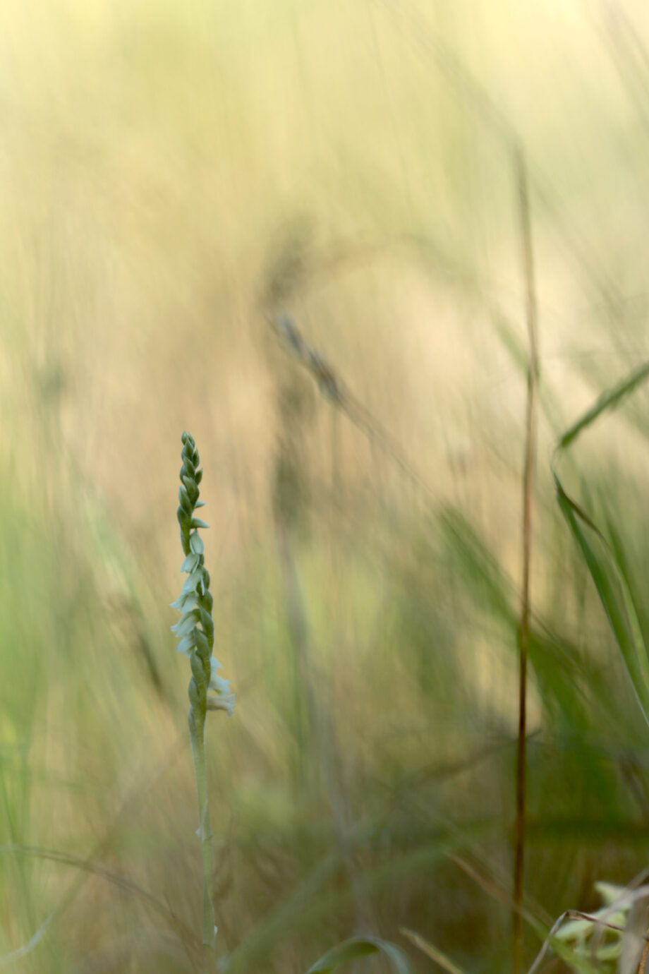 Spiranthe d'automne - Spiranthes spiralis - Autumn lady's-tresses