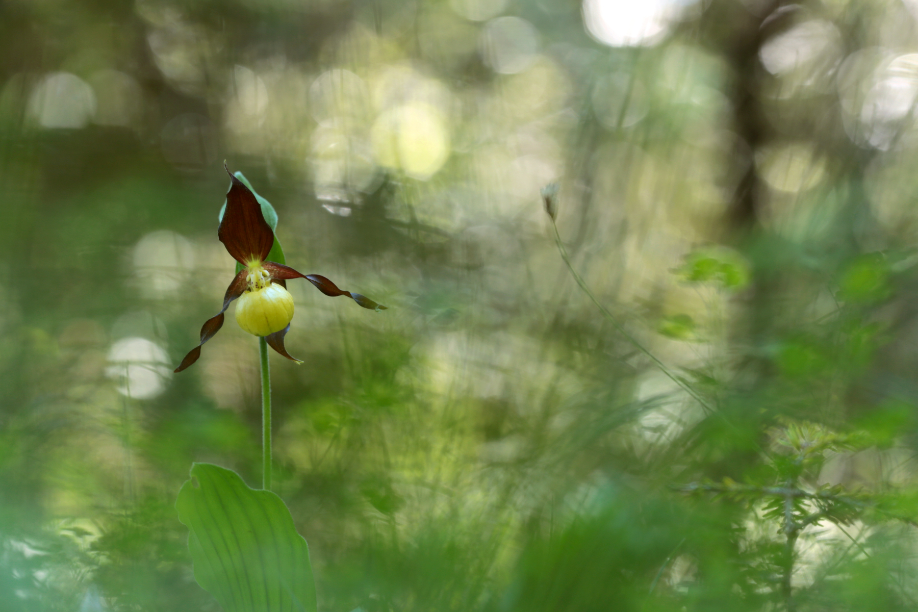 Venus n'est pas venue - Venus didn't come Sabot de venus - Cypripedium calceolus - Lady's-slipper orchid