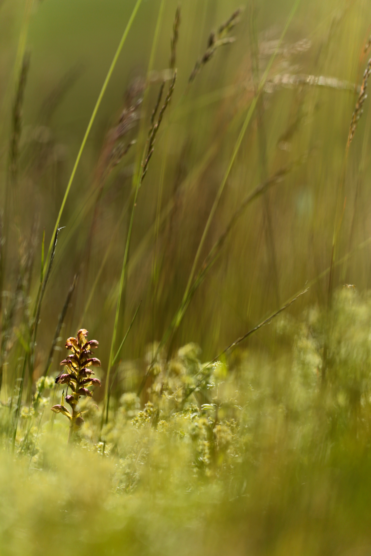 Orchis grenouille - Dactyloryzha viridis - Frog orchid